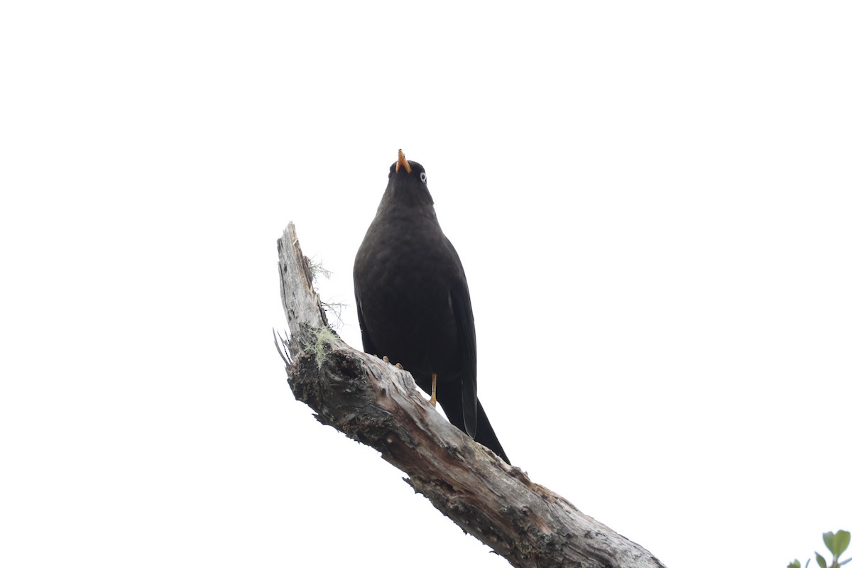 Sooty Thrush - ML626161604