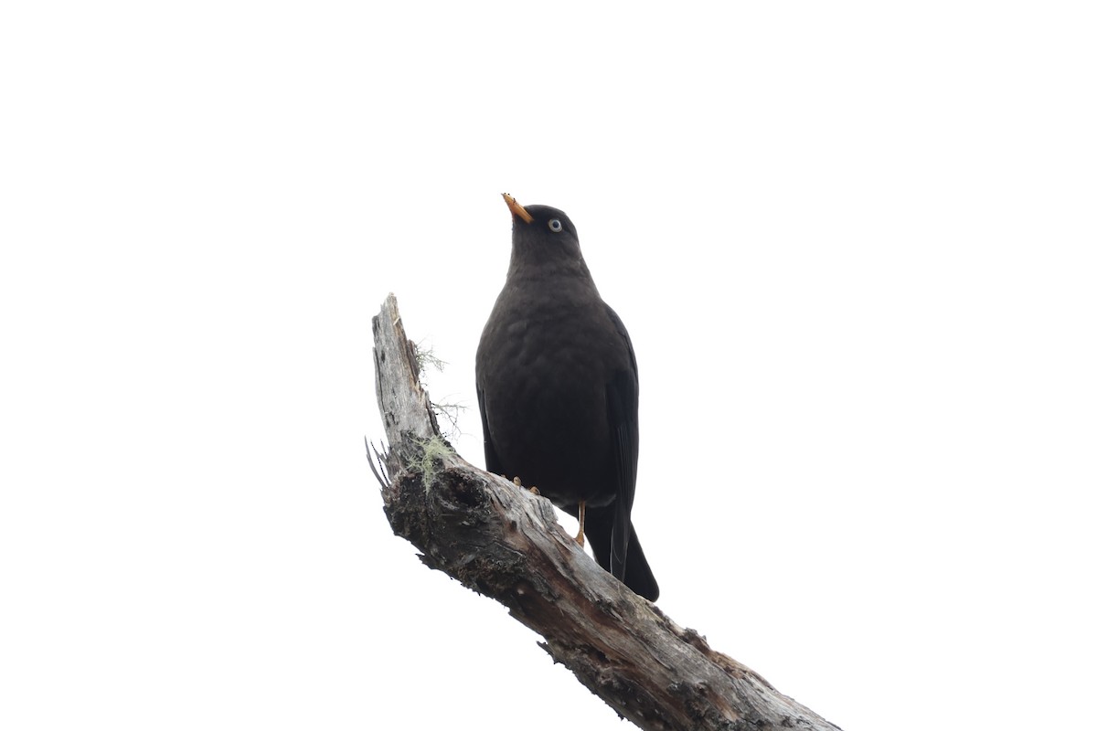 Sooty Thrush - ML626161605