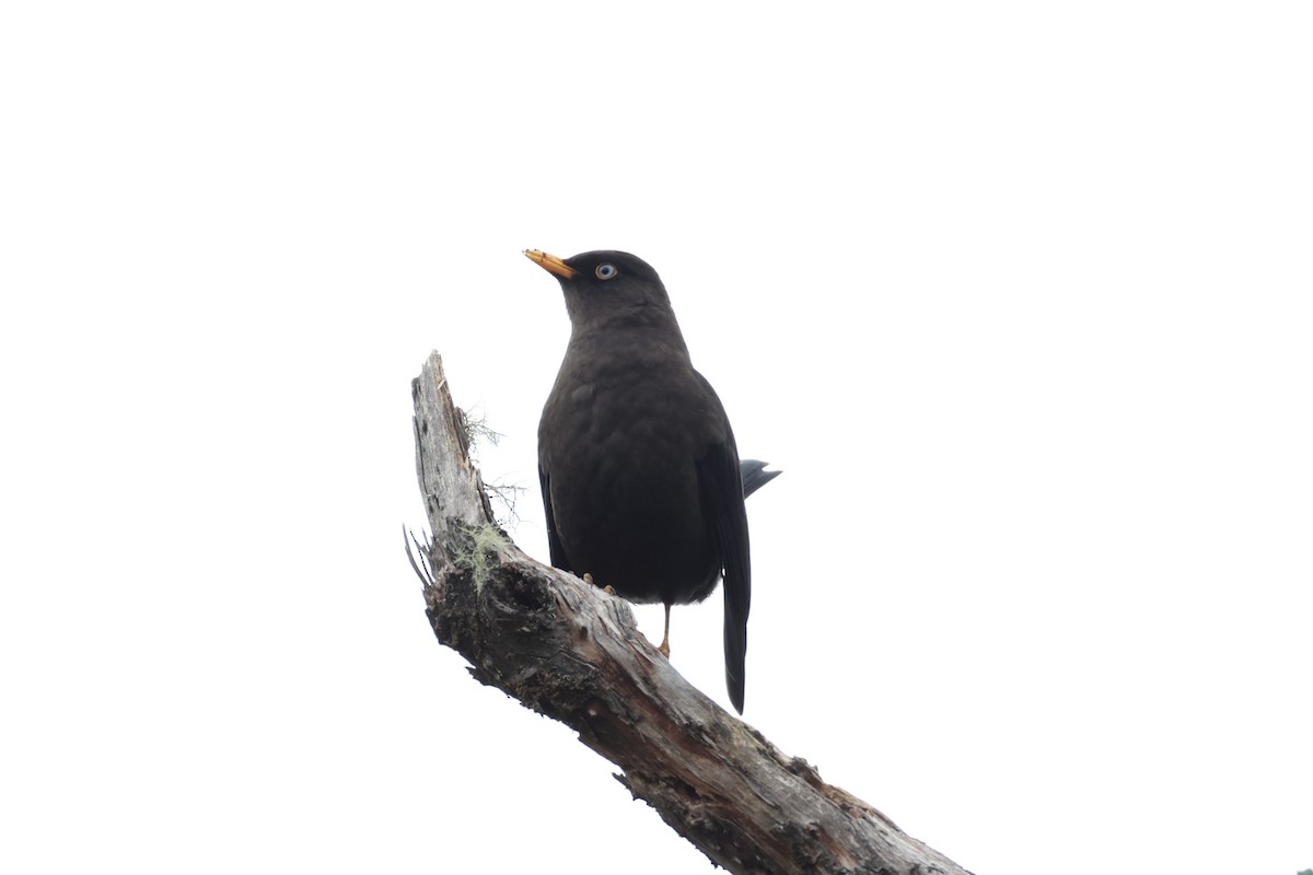 Sooty Thrush - ML626161606