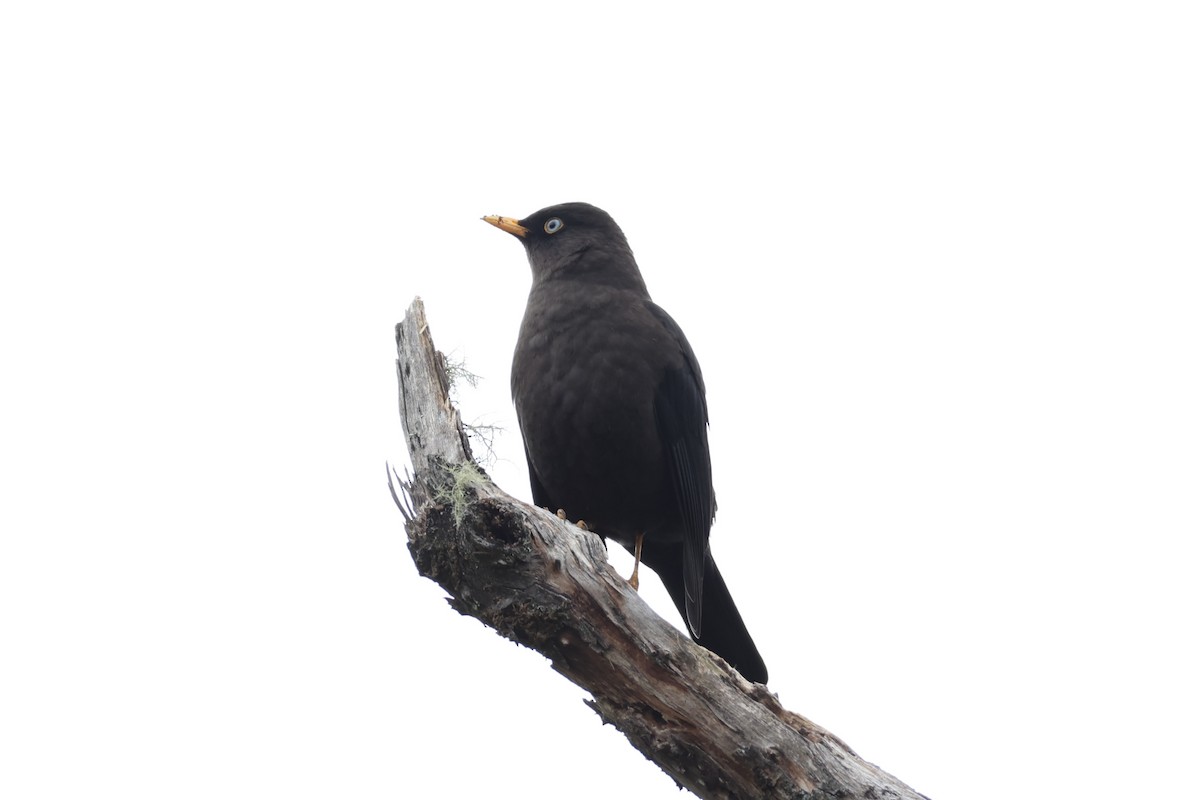 Sooty Thrush - ML626161607