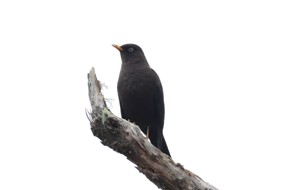 Sooty Thrush - ML626161608