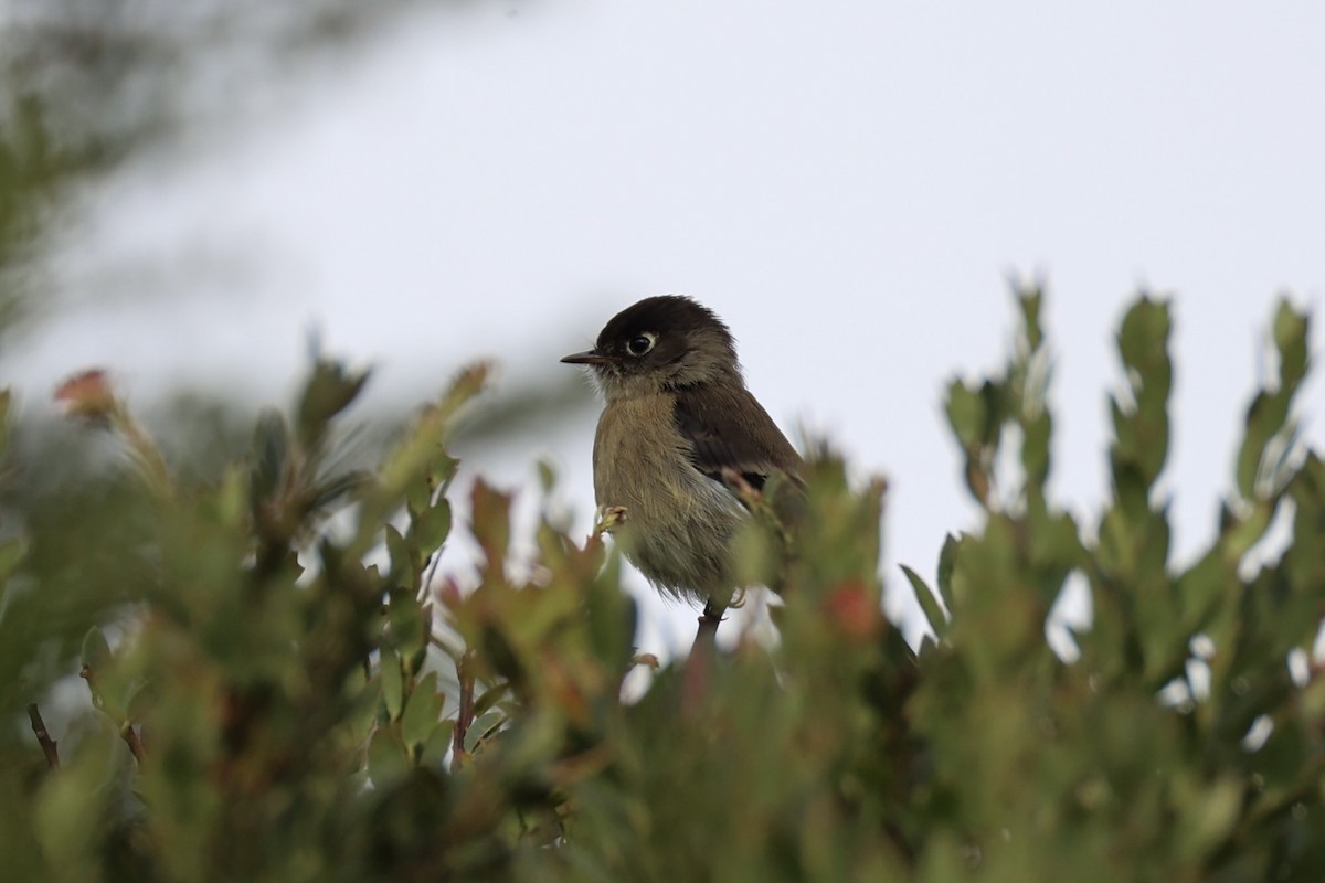 Black-capped Flycatcher - ML626161614