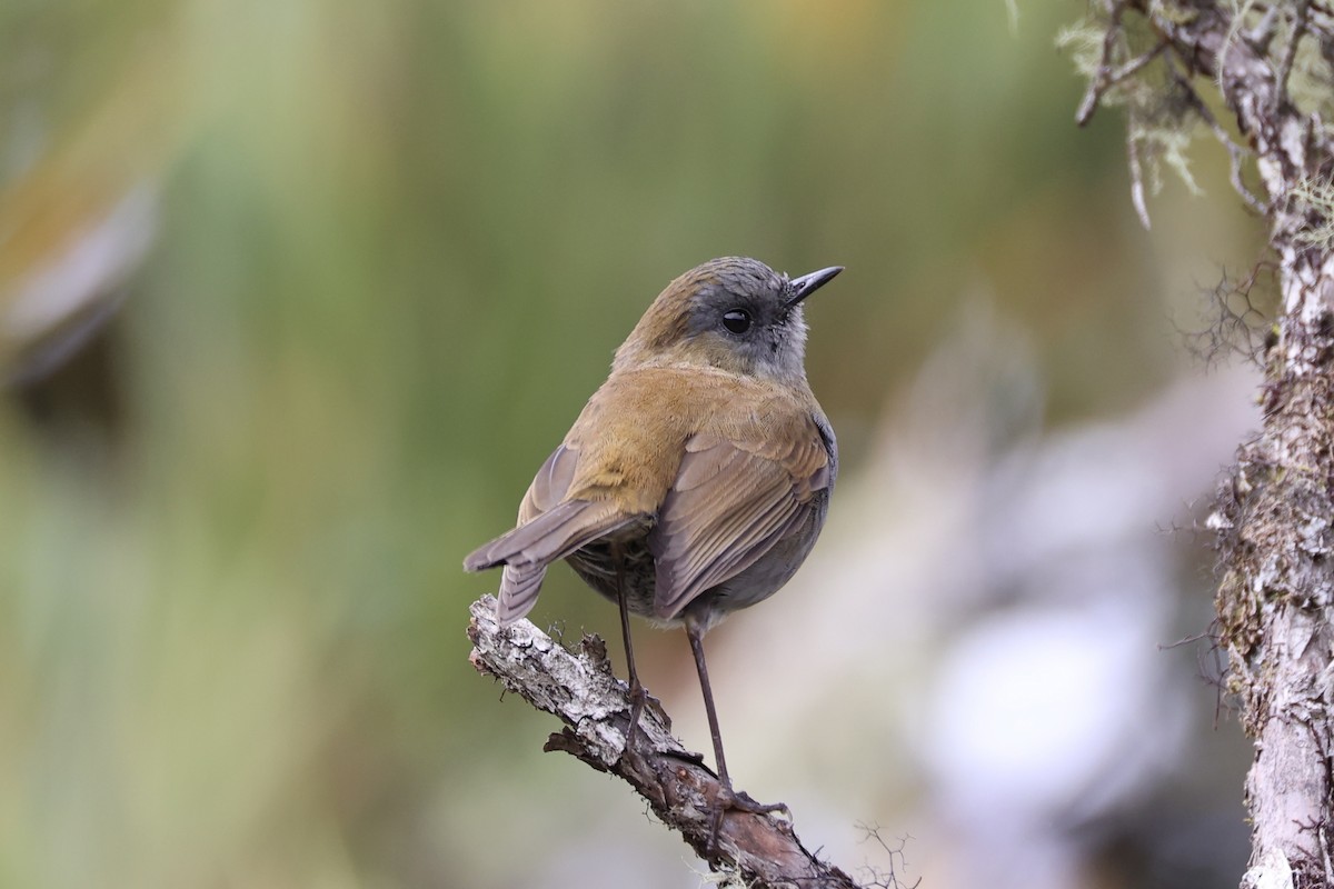 Black-billed Nightingale-Thrush - ML626161631