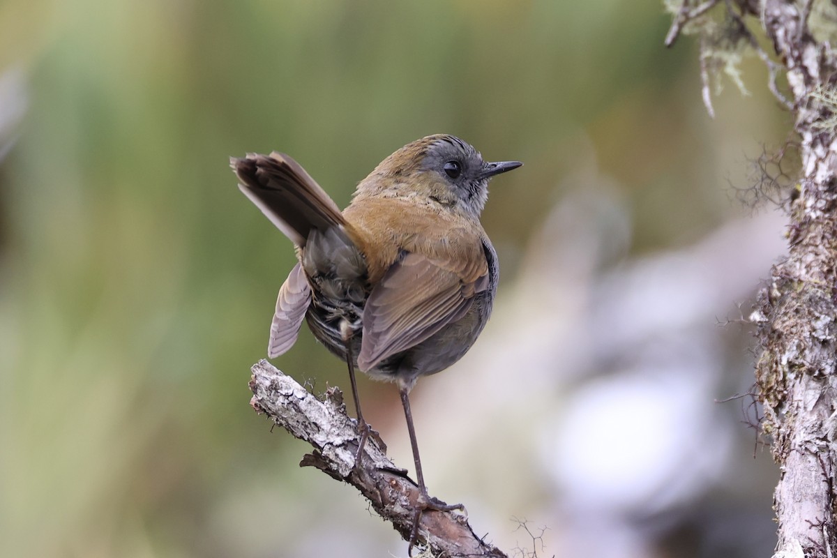 Black-billed Nightingale-Thrush - ML626161632