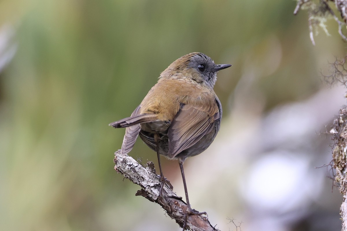 Black-billed Nightingale-Thrush - ML626161633