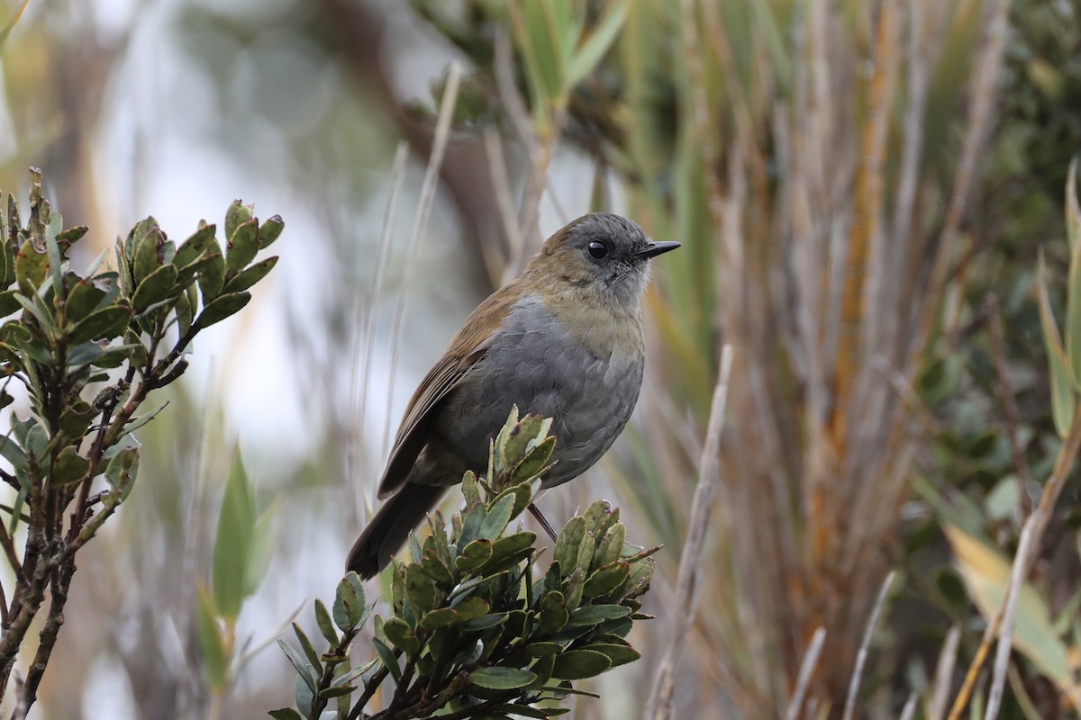 Black-billed Nightingale-Thrush - ML626161634