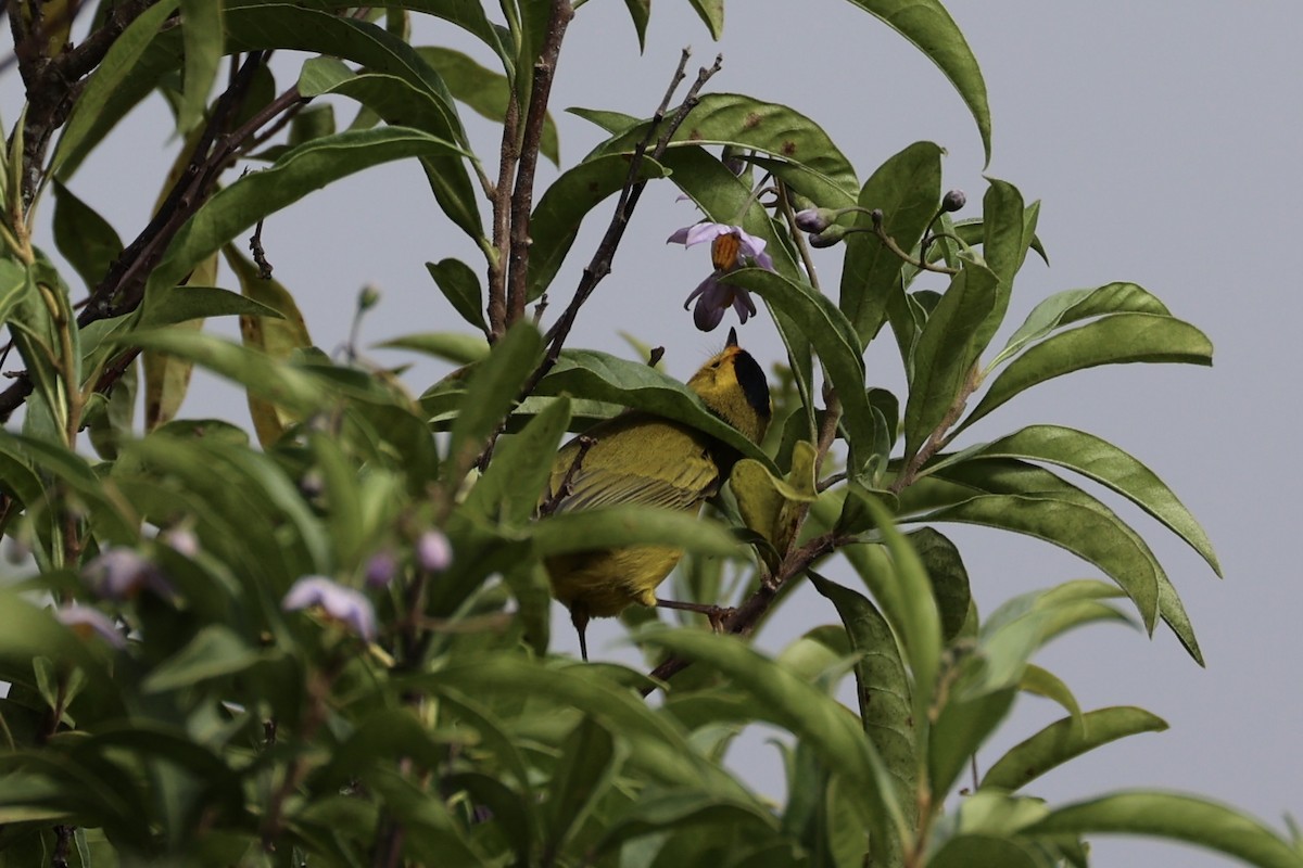 Wilson's Warbler - ML626161643