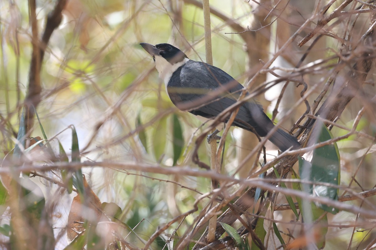 Van Dam's Vanga - ML626161662