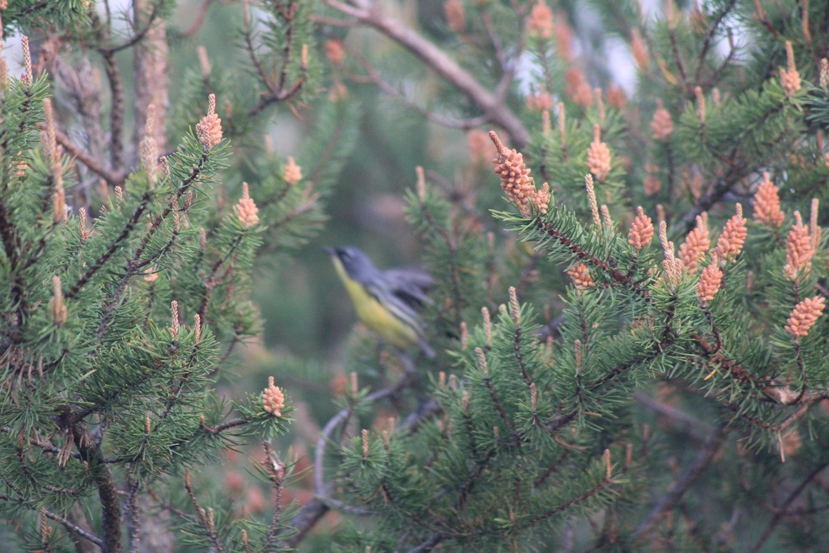 Kirtland's Warbler - ML626161666