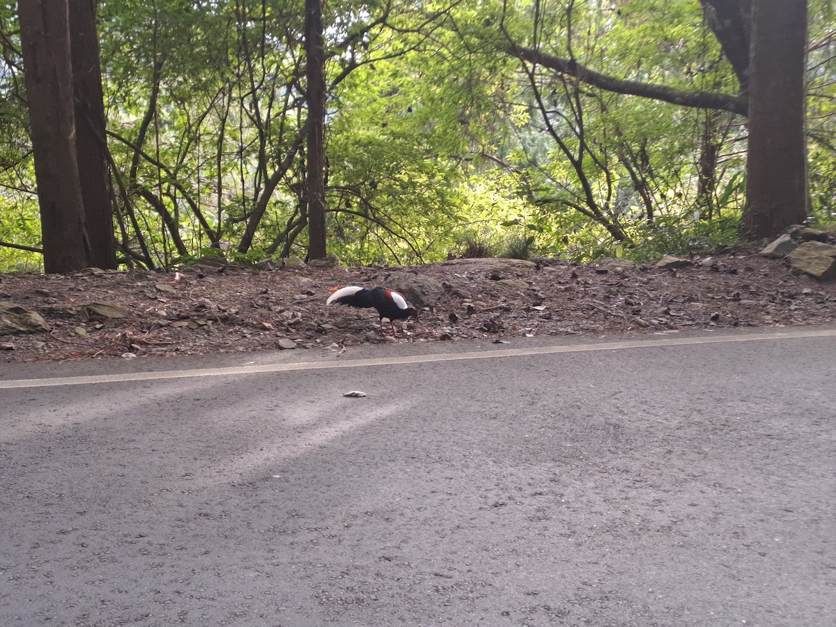 Swinhoe's Pheasant - ML626161713