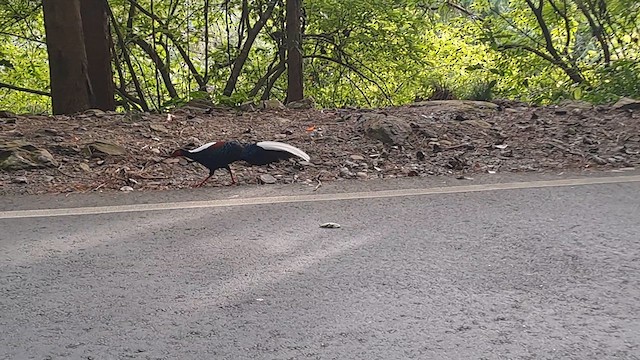 Swinhoe's Pheasant - ML626161714