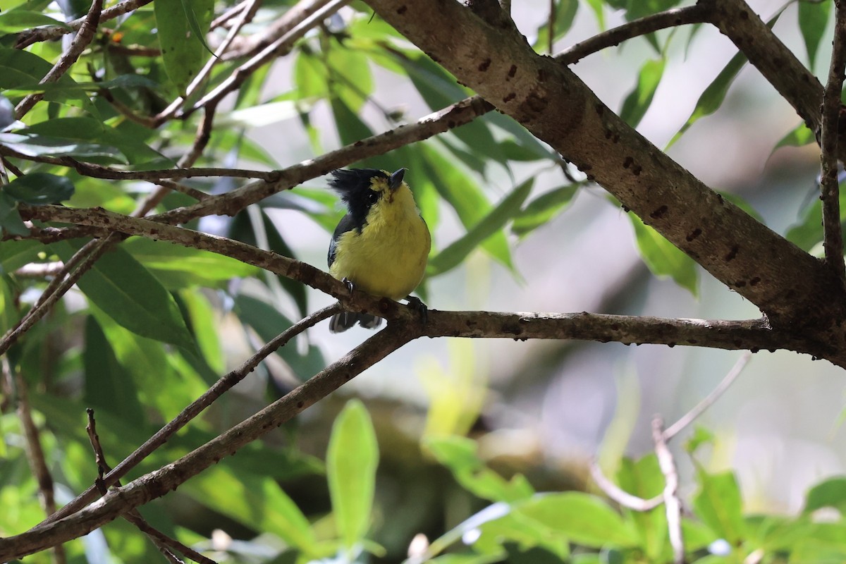 Taiwan Yellow Tit - ML626161771