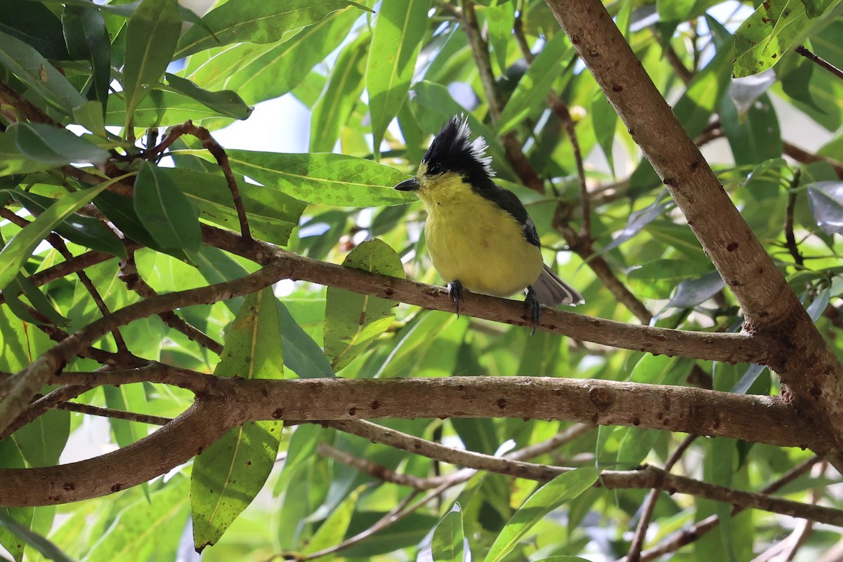 Taiwan Yellow Tit - ML626161773