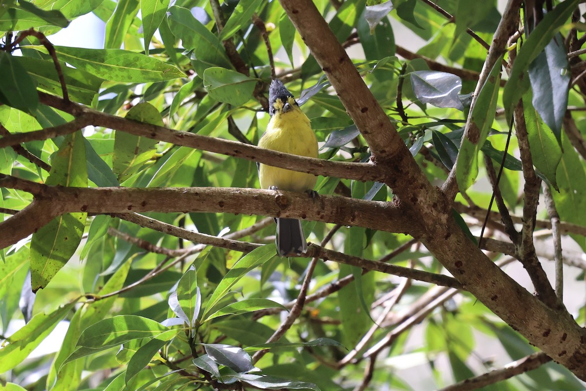 Taiwan Yellow Tit - ML626161774