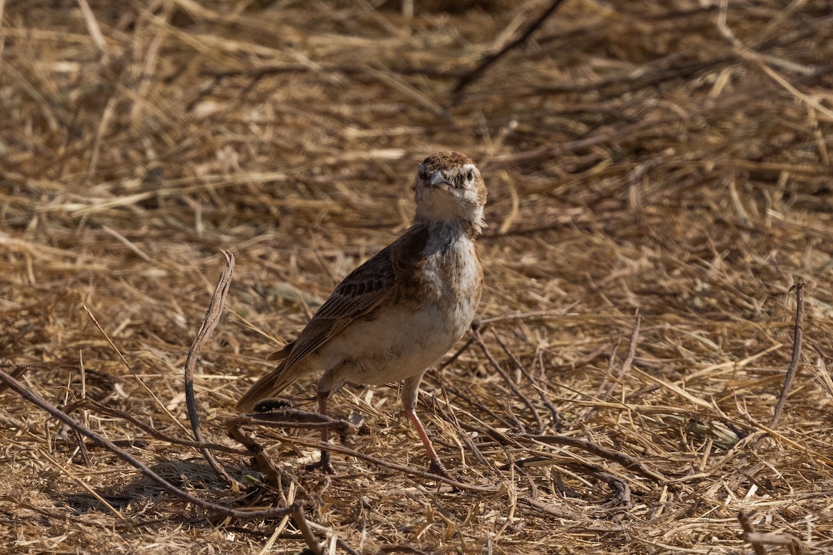 Red-capped Lark - ML626161800