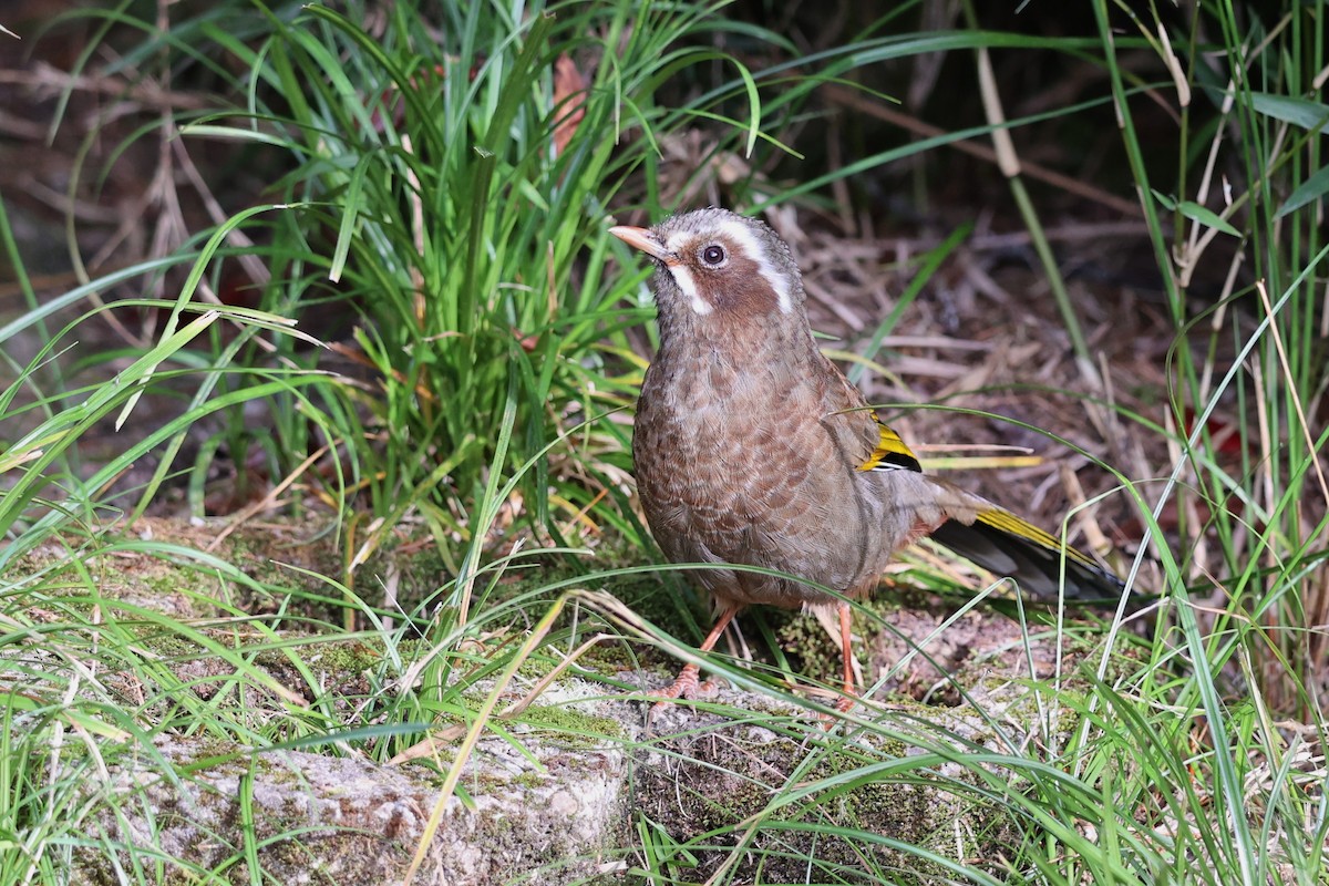 White-whiskered Laughingthrush - ML626161968