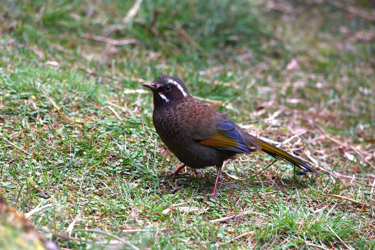 White-whiskered Laughingthrush - ML626161969