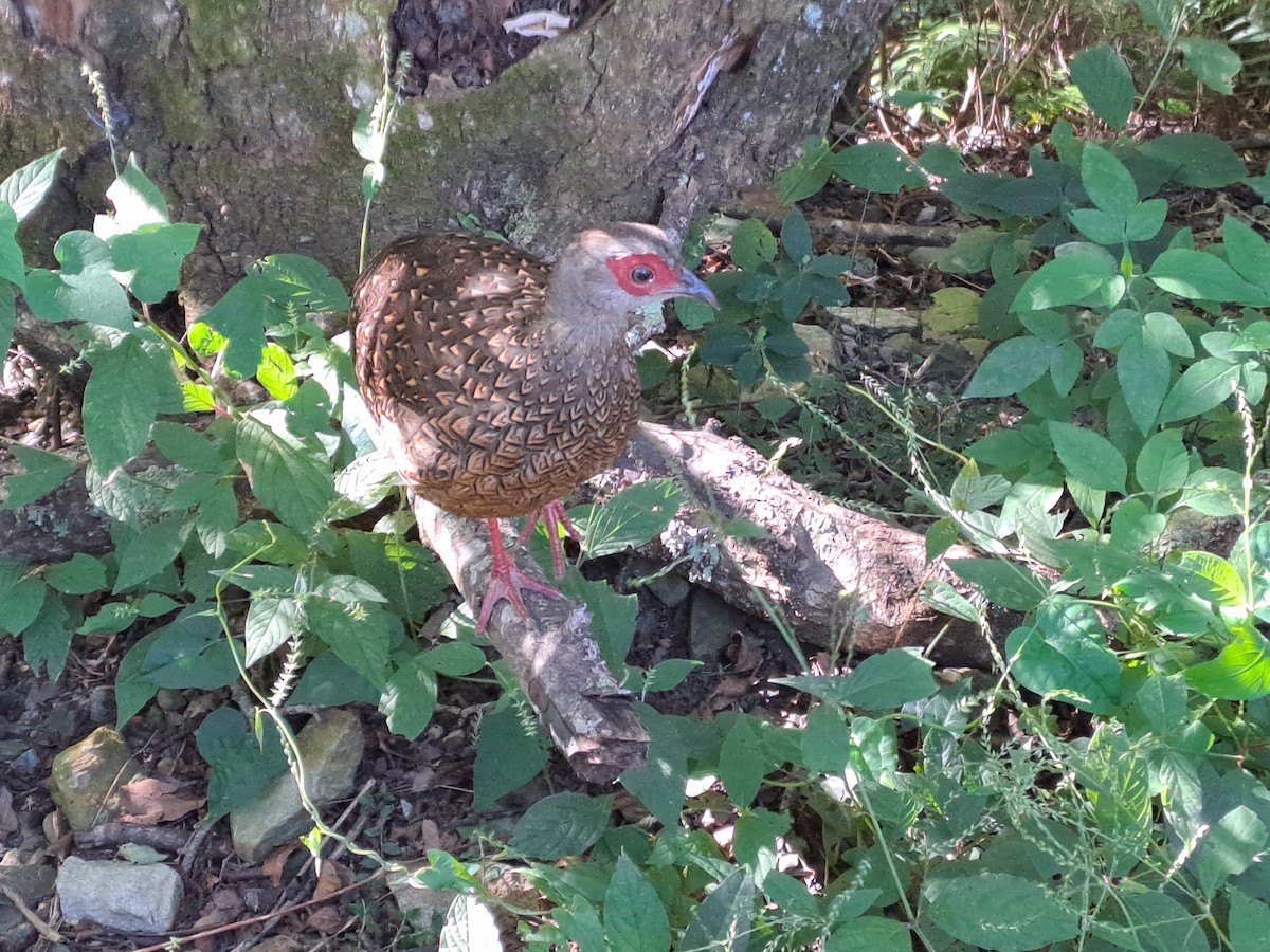 Swinhoe's Pheasant - ML626162097