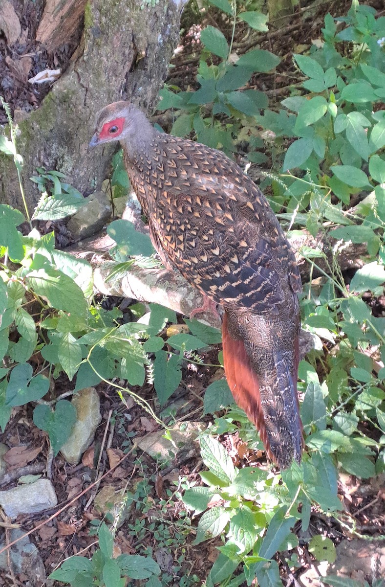 Swinhoe's Pheasant - ML626162098