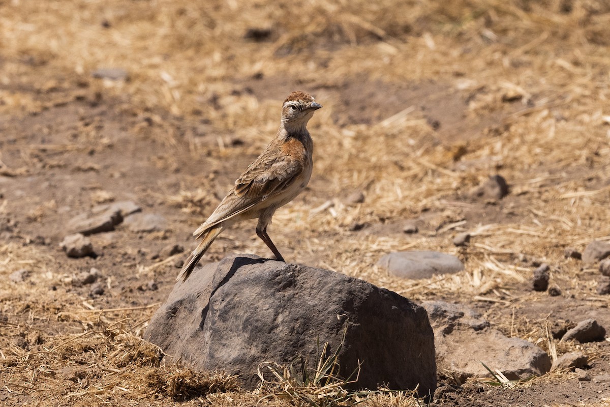 Red-capped Lark - ML626162128