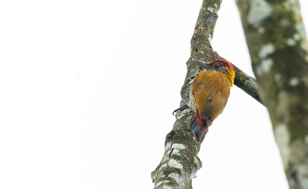 Red-rumped Woodpecker - ML626162354