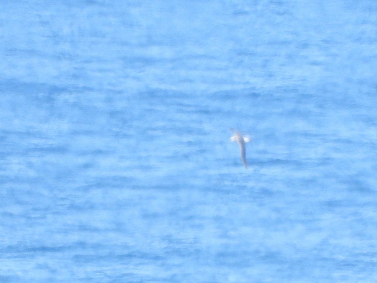 White-capped Albatross - ML626162408