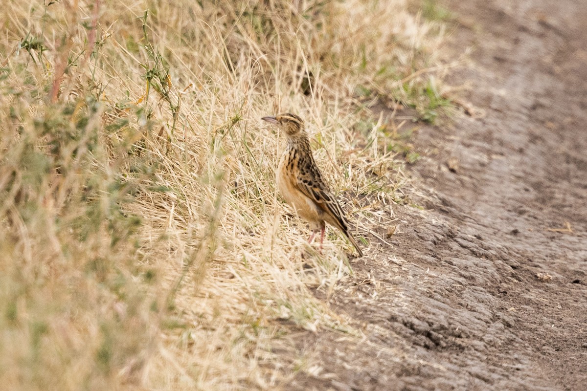 Fawn-colored Lark (Foxy) - ML626162468