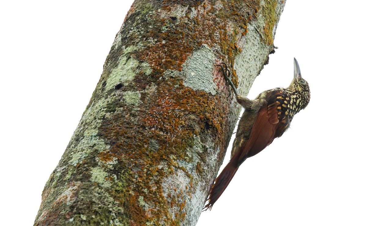 Black-striped Woodcreeper - ML626162489