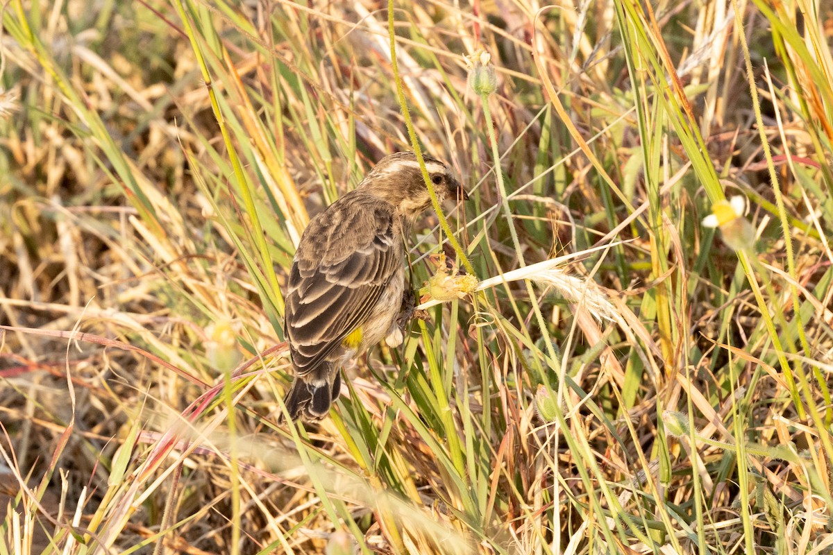 Reichenow's Seedeater - ML626162526
