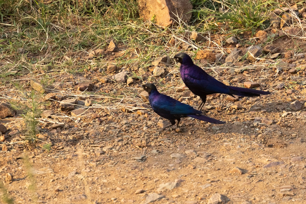 Rüppell's Starling - ML626162527