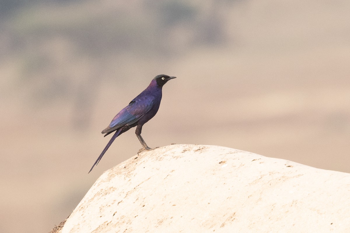 Rüppell's Starling - ML626162529