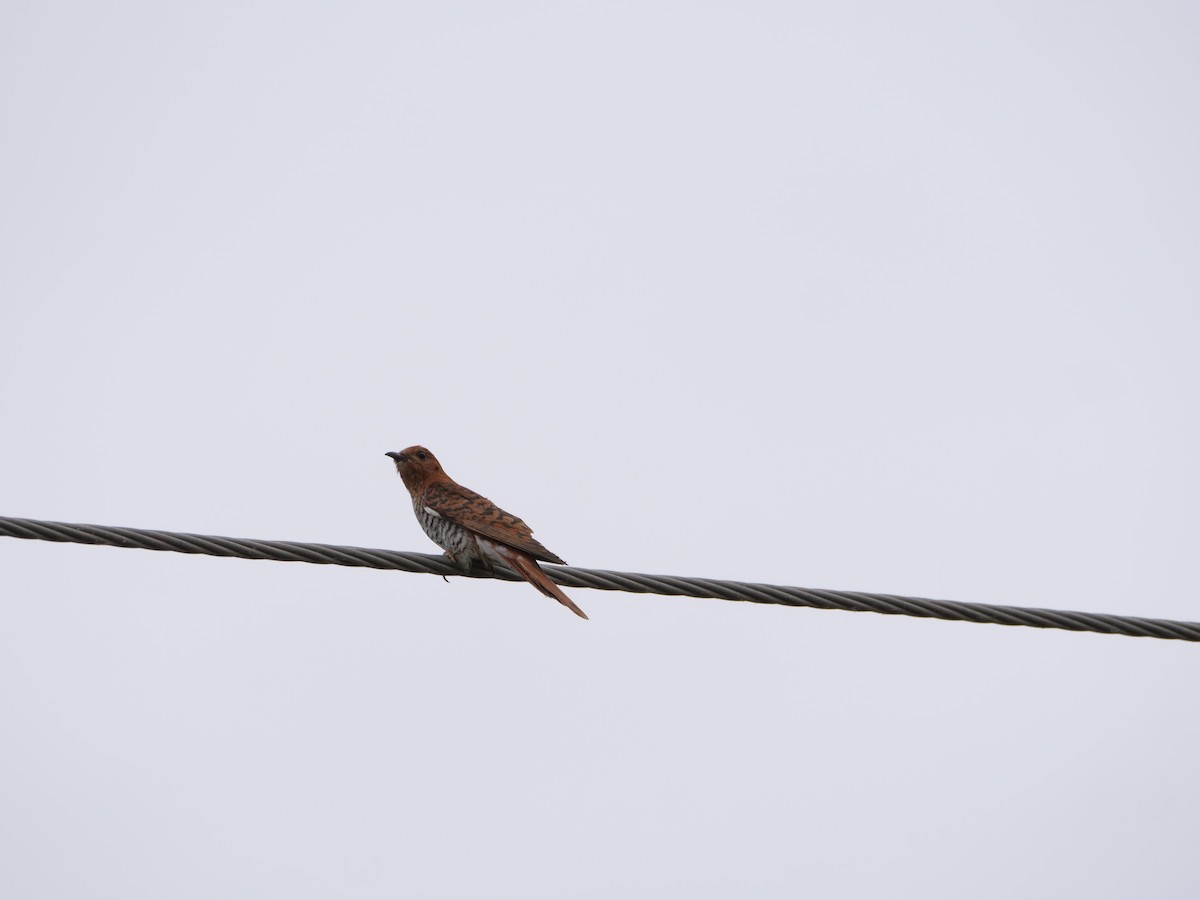 Gray-bellied Cuckoo - ML626162563