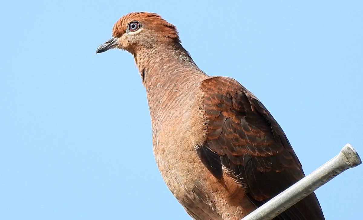 Brown Cuckoo-Dove - ML626162616