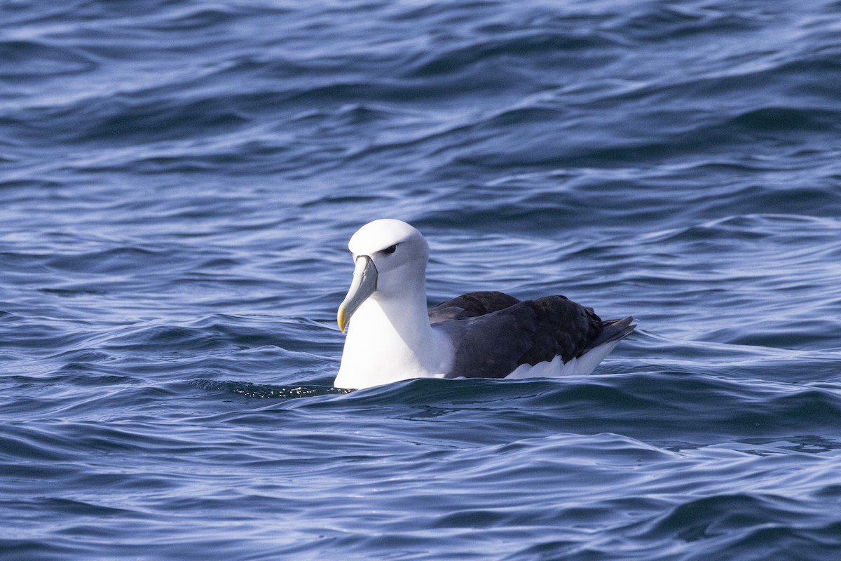 White-capped Albatross - ML626162754