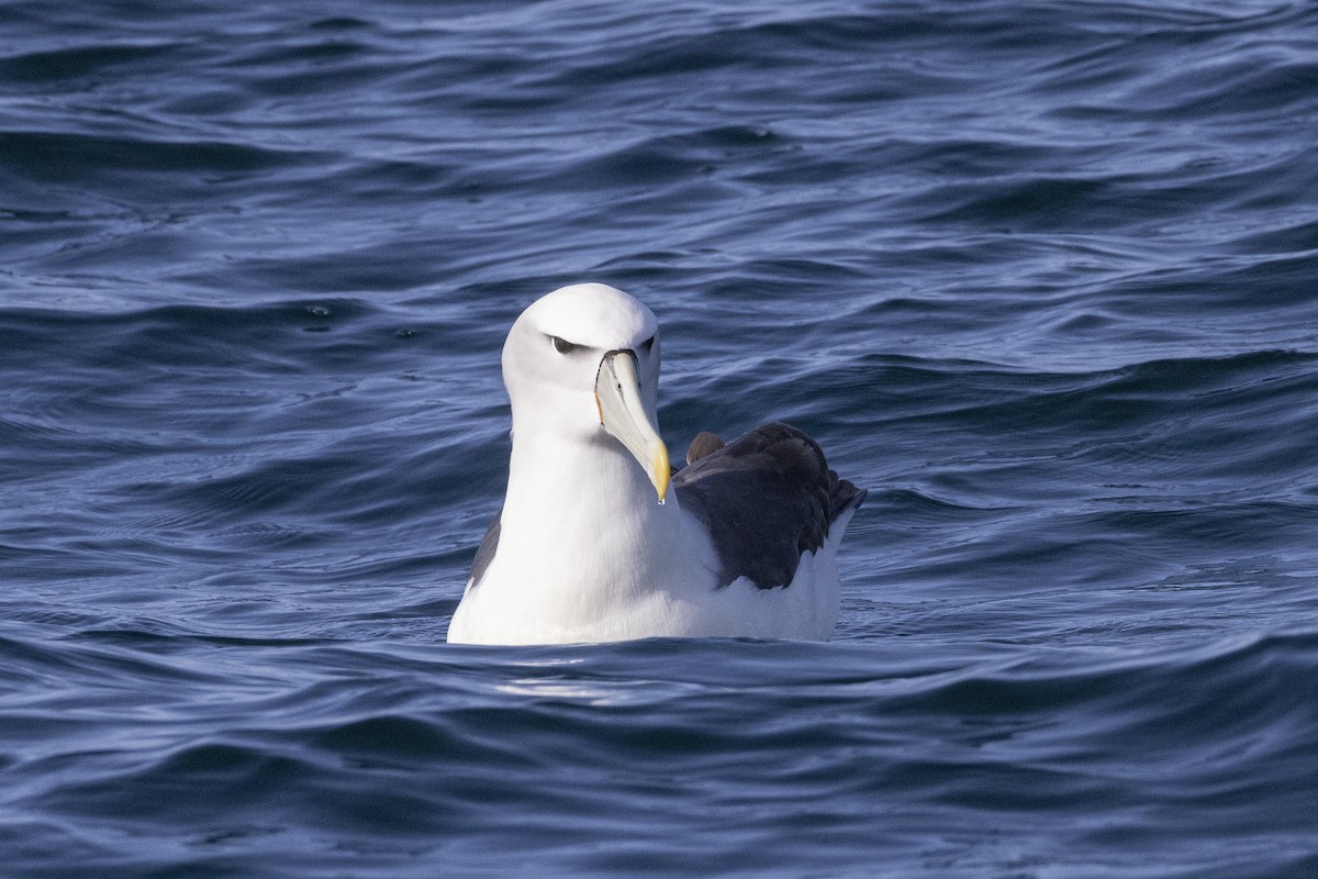 White-capped Albatross - ML626162755