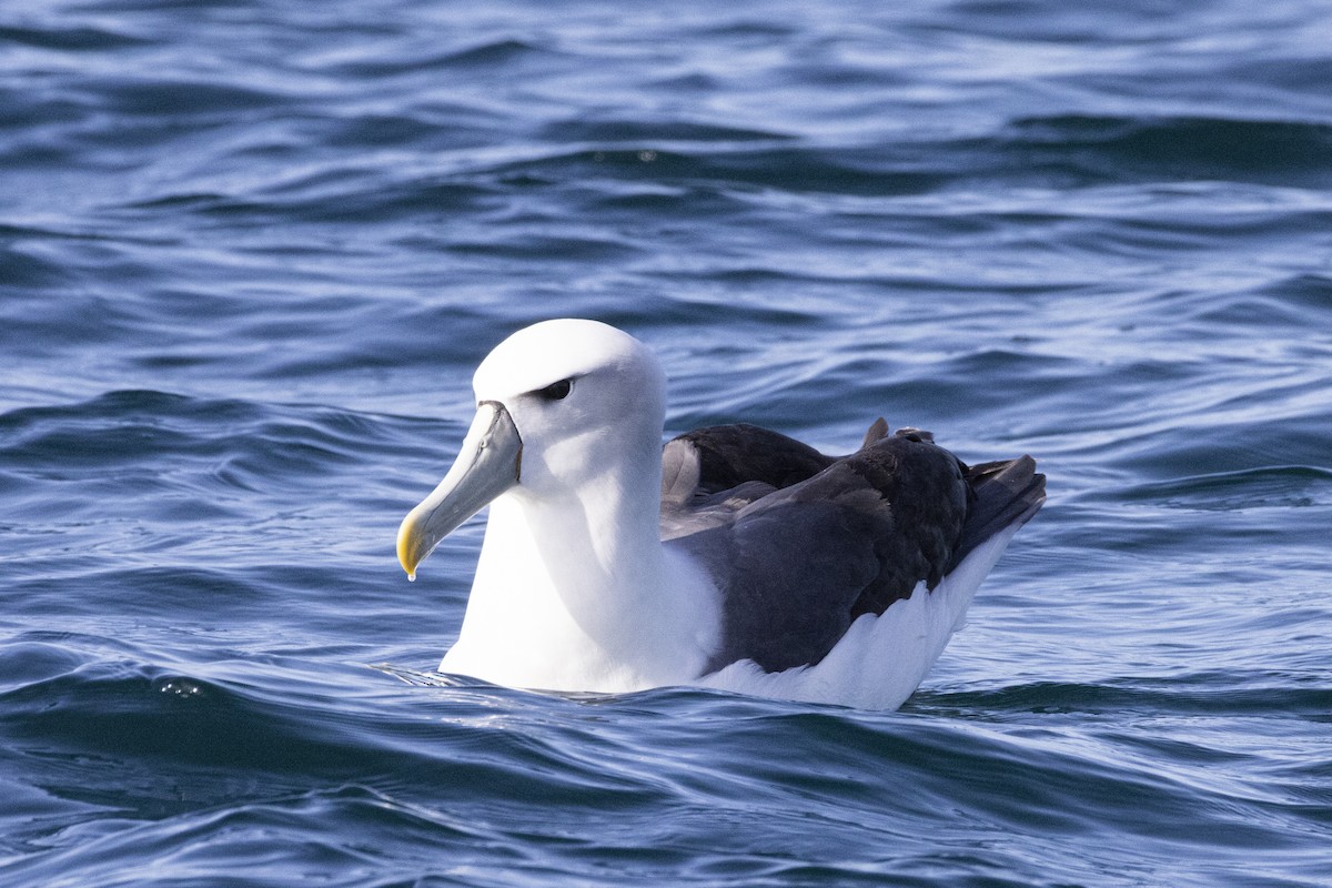 White-capped Albatross - ML626162756