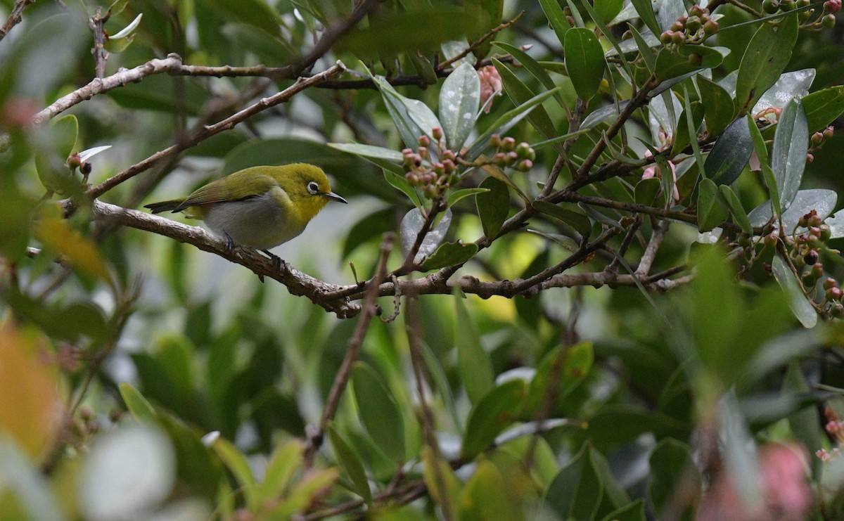 Everett's White-eye - ML626162887