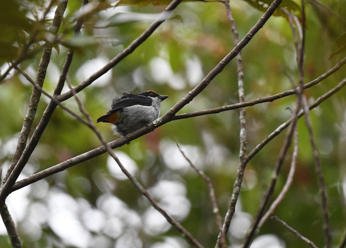 Flame-crowned Flowerpecker - ML626162889