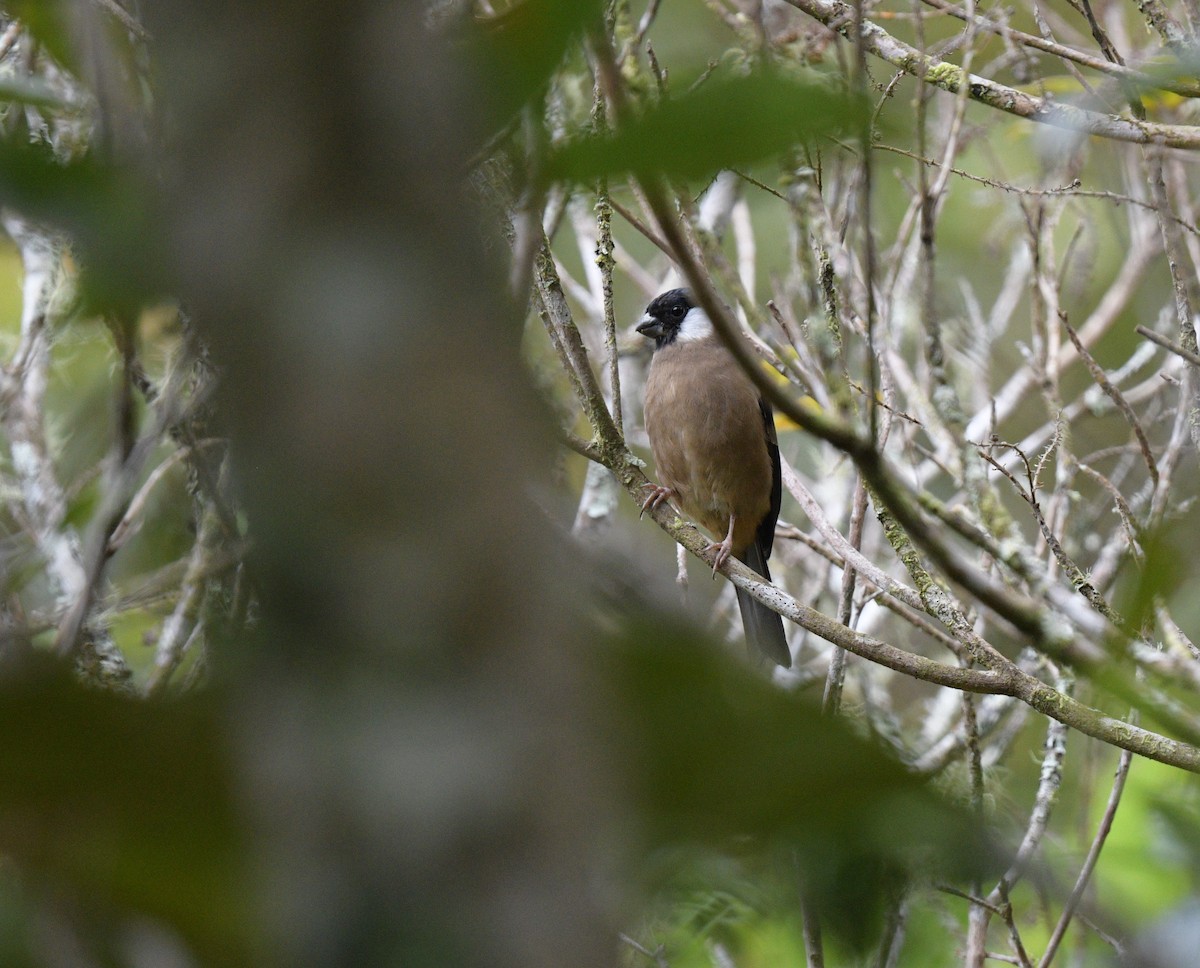 White-cheeked Bullfinch - ML626162923