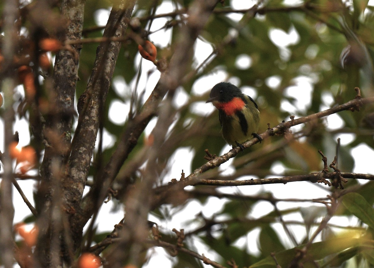 Fire-throated Flowerpecker - ML626162943