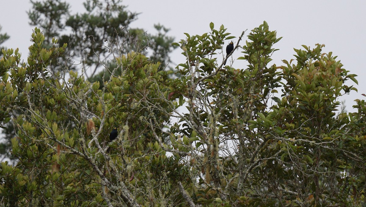 Apo Myna - ML626162998