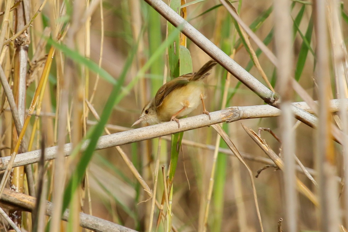 vannprinia - ML626163004