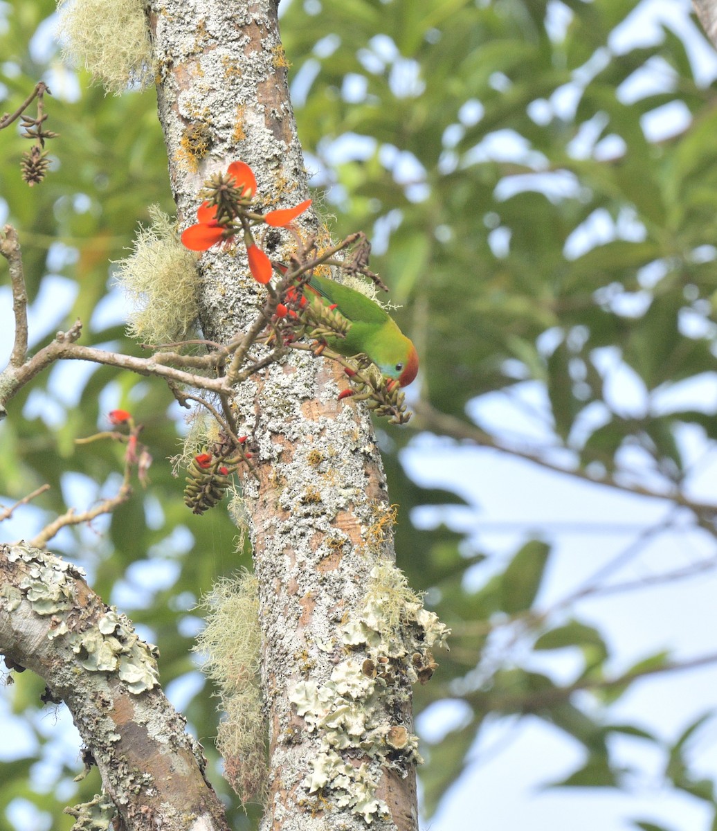 Philippine Hanging-Parrot - ML626163050