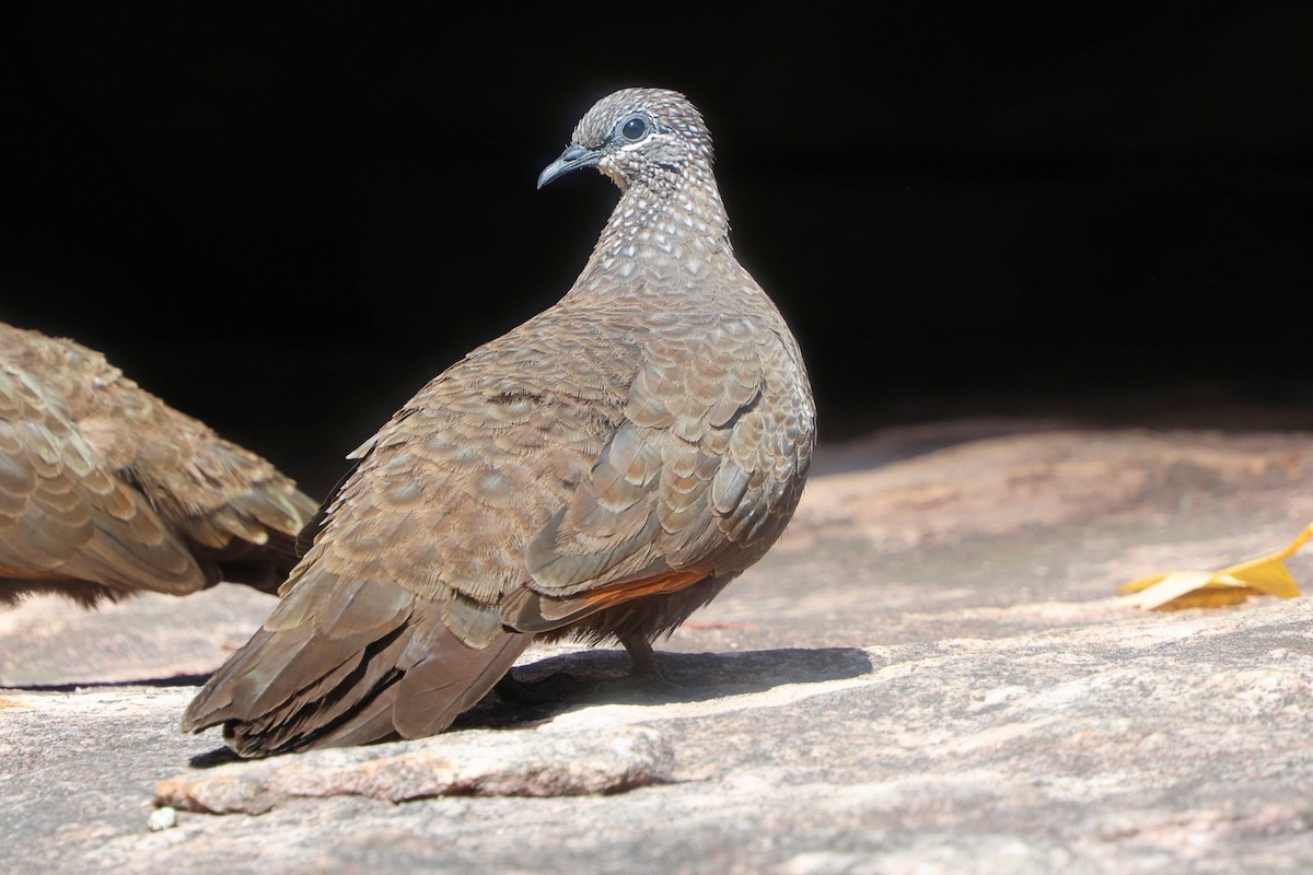 Chestnut-quilled Rock-Pigeon - ML626163053