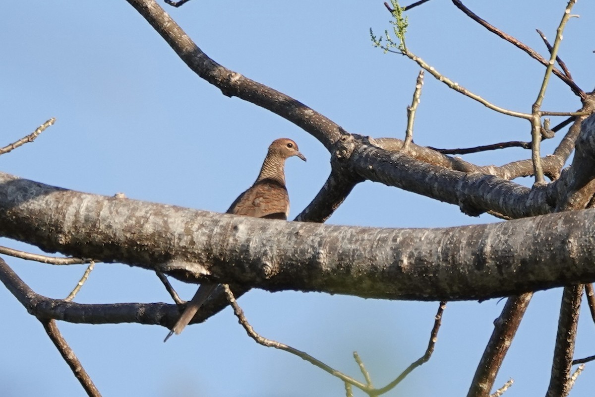 Timor Cuckoo-Dove - ML626163194