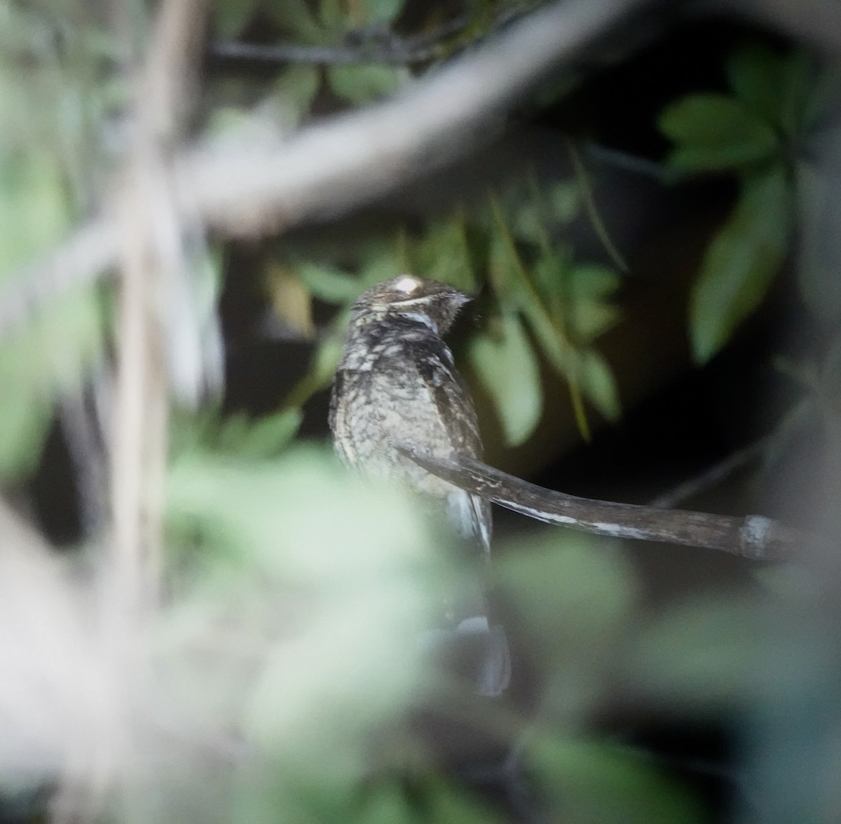 Timor Nightjar - ML626163202