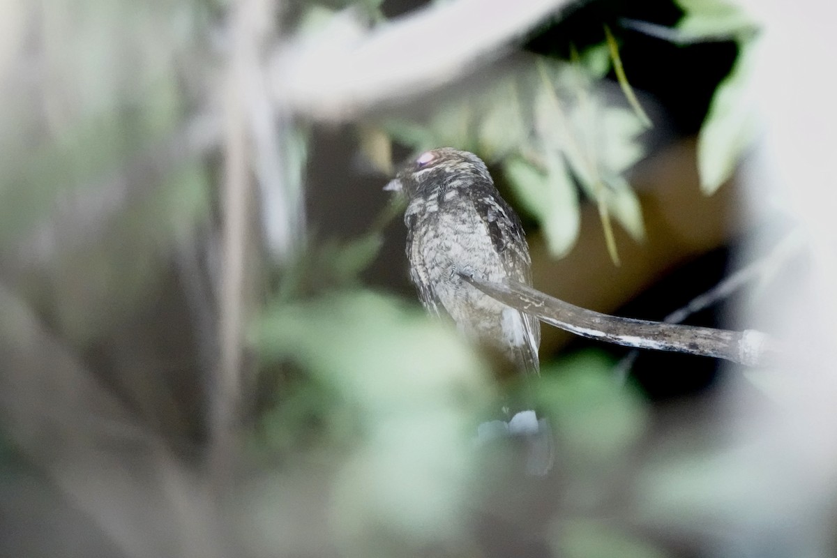 Timor Nightjar - ML626163203