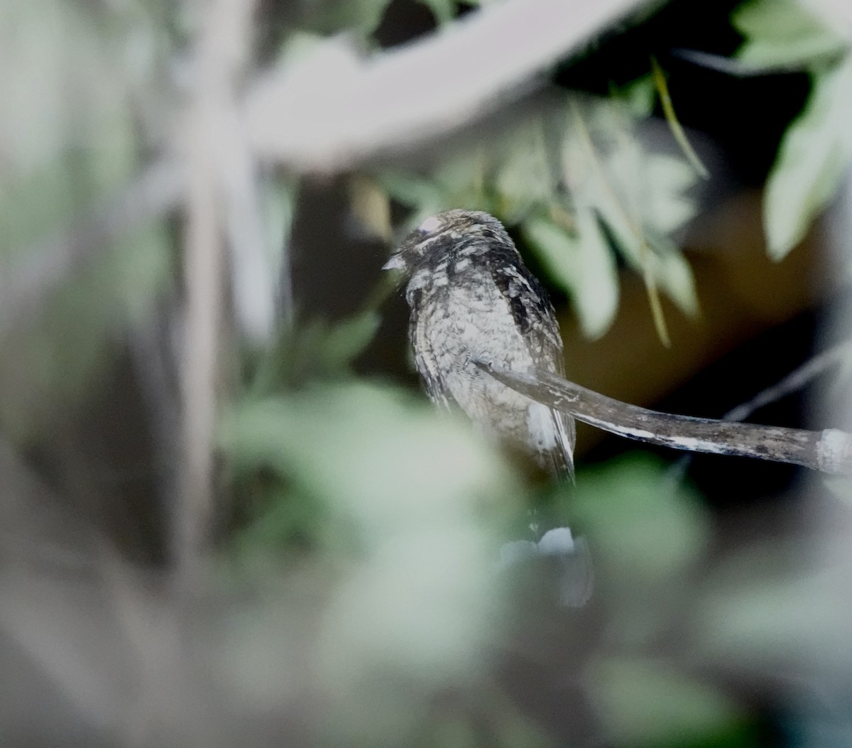 Timor Nightjar - ML626163204