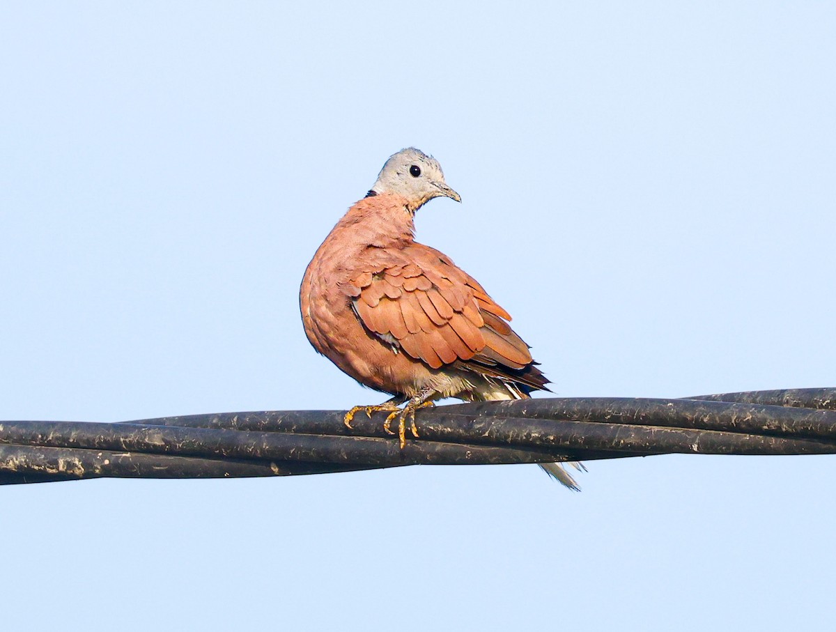 Red Collared-Dove - ML626163403