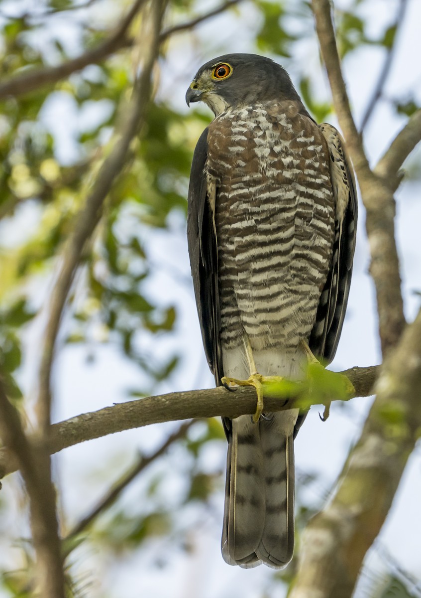 Crested Goshawk/Besra - ML626163485